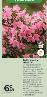 Azalée japonica REPEPITTA®