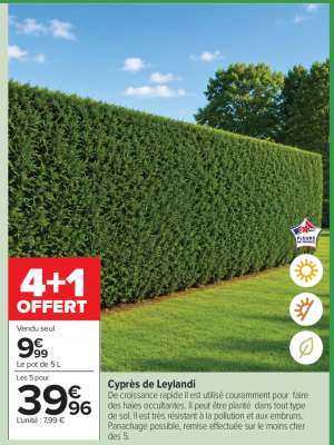 Cyprès de Leylandi