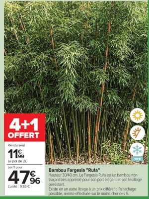 Bambou fargésia rufa