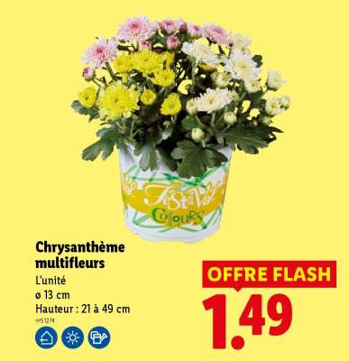 Chrysanthème multifleurs