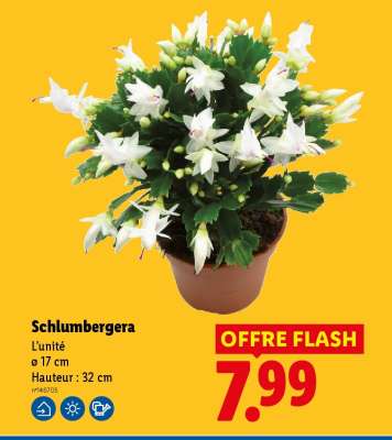 Schlumbergera
