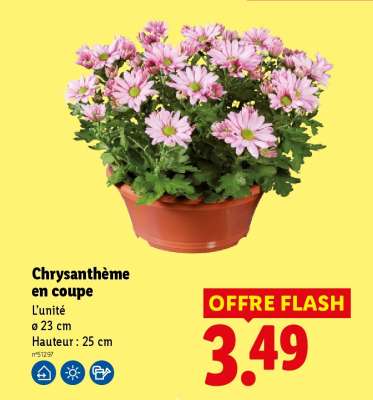 Chrysanthème en coupe