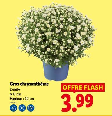Gros Chrysanthème