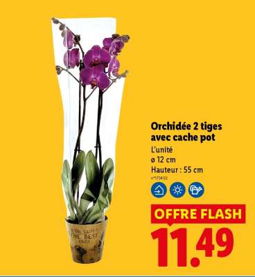 Orchidée 2 tiges avec cache pot
