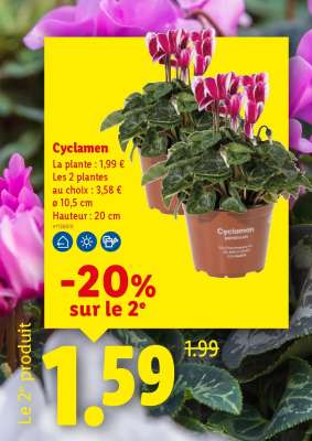 Cyclamen