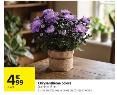 Chrysanthème coloré