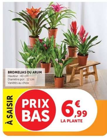 Bromelias ou Arum