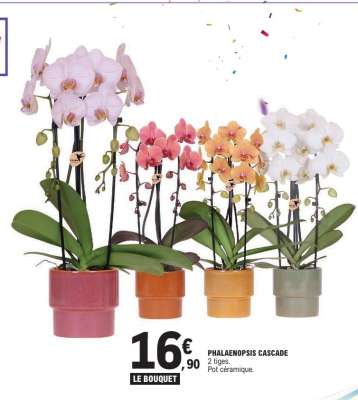 PHALAENOPSIS CASCADE