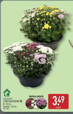 GARDENLINE® CHRYSANTHÈME