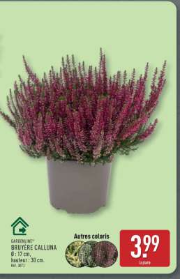 GARDENLINE BRUYÈRE CALLUNA