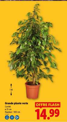 Grande plante verte