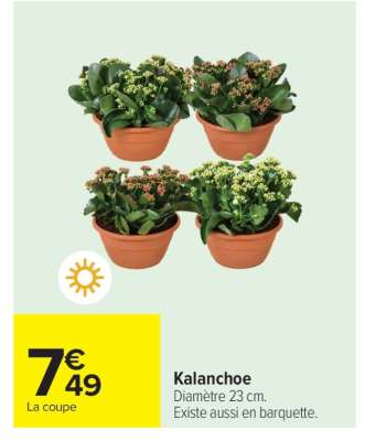 Kalanchoé