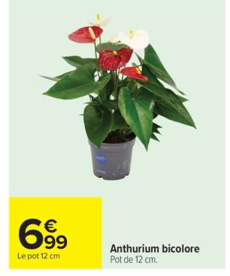Anthurium bicolore