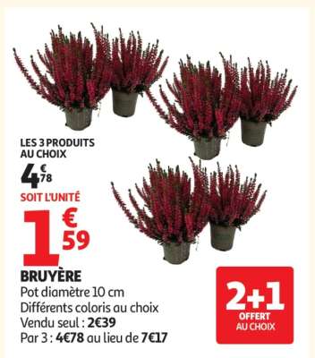 Bruyère