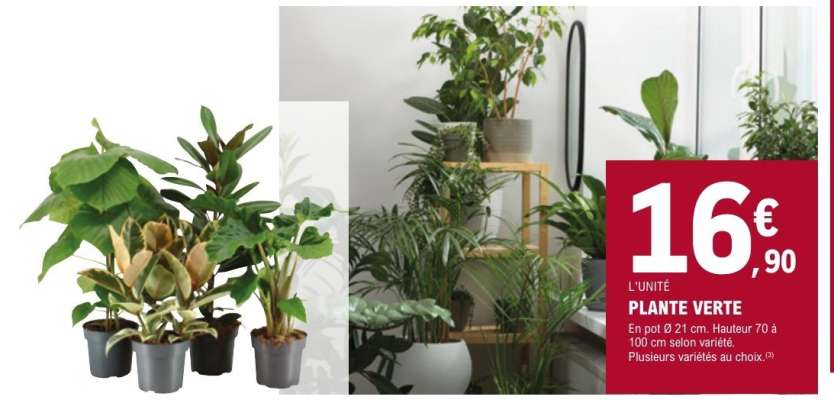 Plante verte