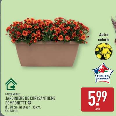 JARDINIÈRE DE CHRYSANTHÈME POMPONETTE
