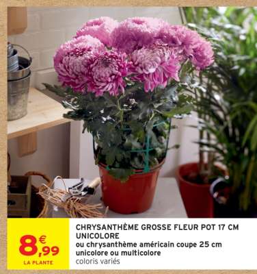 CHRYSANTHÈME GROSSE FLEUR  POT 17 CM UNICOLORE