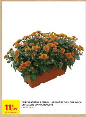 Chrysanthème Pompon Jardinière Couleur 40 cm