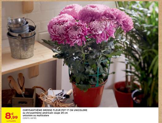 CHRYSANTHÈME GROSSE FLEUR  POT 17 CM UNICOLORE