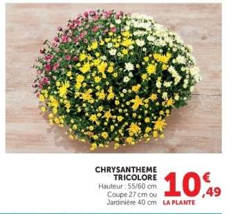 CHRYSANTHEME TRICOLORE
