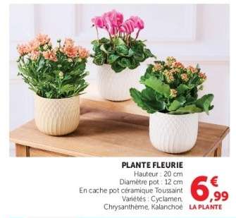 Plante fleurie
