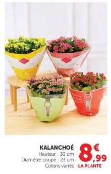 Kalanchoé