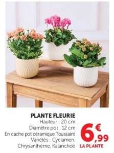 Plante fleurie