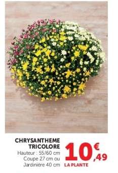 CHRYSANTHEME TRICOLORE