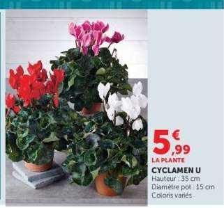 CYCLAMEN U