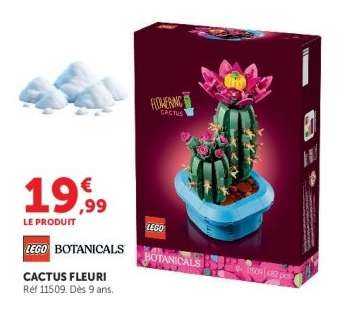 Cactus fleuri