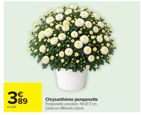 Chrysanthème pomponette