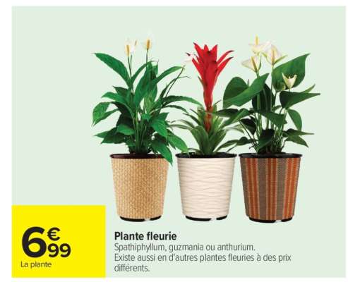 Plante fleurie