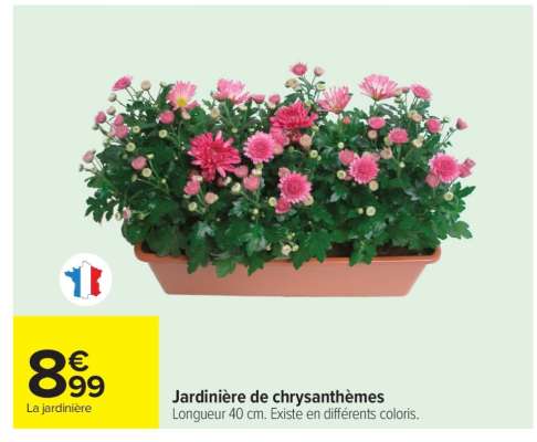 Jardinière de chrysanthèmes