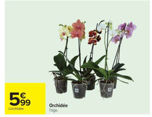 Orchidée