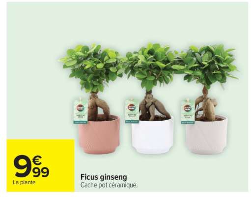 Ficus ginseng