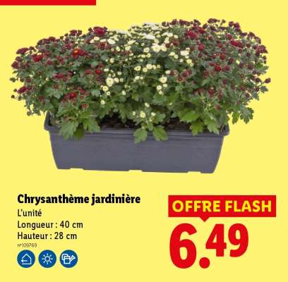 Chrysanthème jardinière