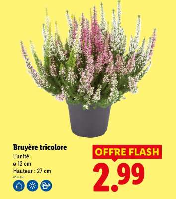 Bruyère tricolore