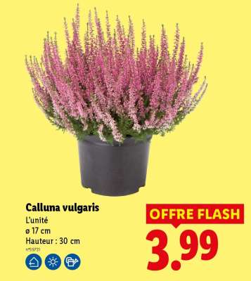 Calluna Vulgaris