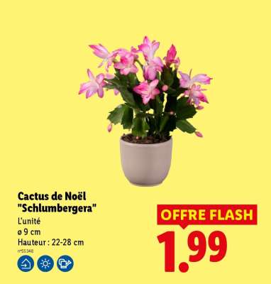 Cactus de Noël 'Schlumbergera'