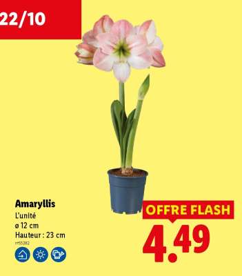 Amaryllis