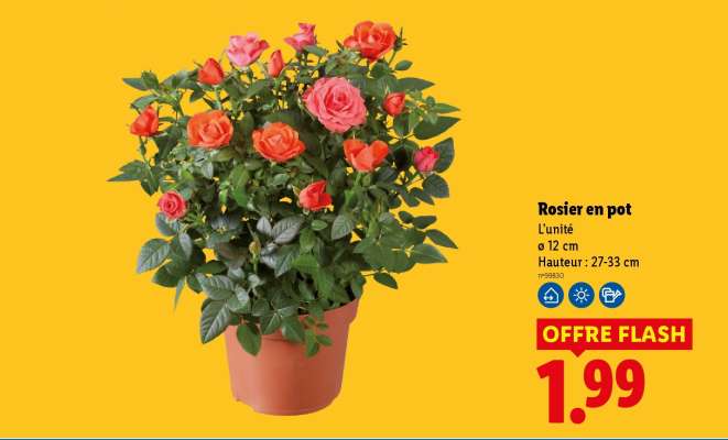 Rosier en pot