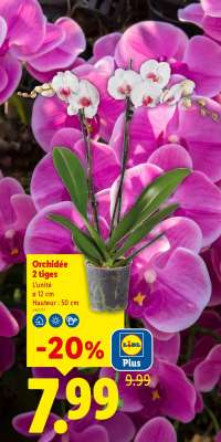 Orchidée 2 tiges