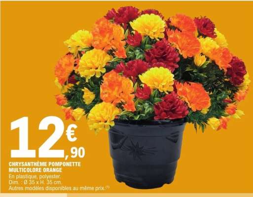 CHRYSANTHÈME POMPONETTE MULTICOLORE ORANGE