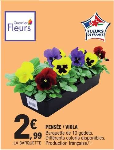 PENSÉE / VIOLA