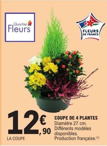 COUPE DE 4 PLANTES