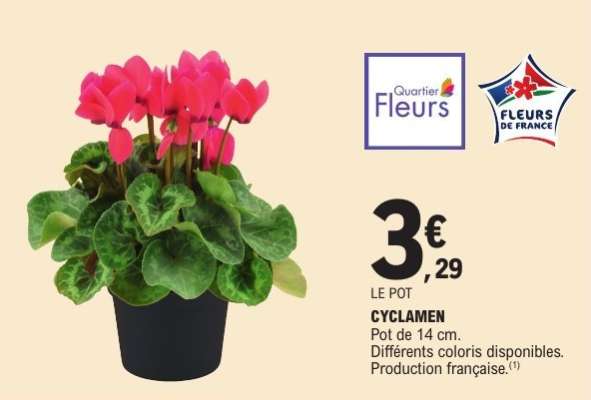 Cyclamen