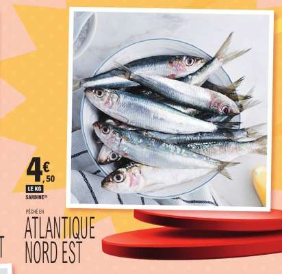 Sardines