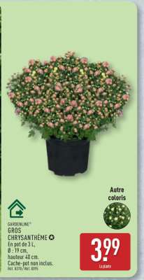 Gros Chrysanthème
