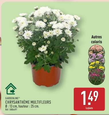 GARDENLINE® CHRYSANTHÈME MULTIFLEURS