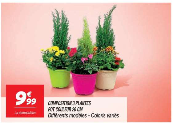 COMPOSITION 3 PLANTES